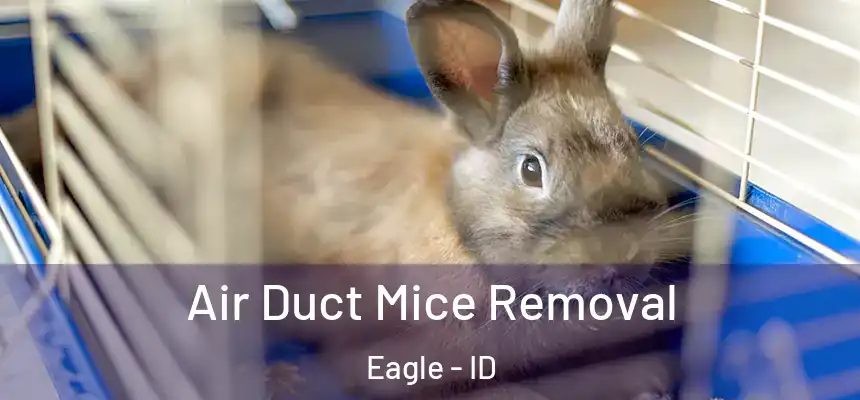  Air Duct Mice Removal Eagle - ID