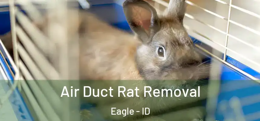  Air Duct Rat Removal Eagle - ID